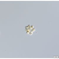 Chrysosphaerella
