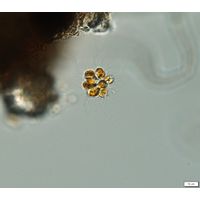 Chrysosphaerella