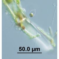 Derepyxis sp. 