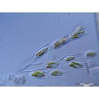 Dinobryon sertularia