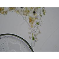 Epipyxis utriculus 