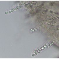 Hydrurus foetidus
