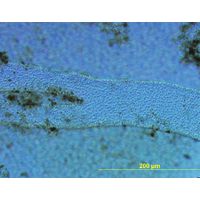 Hydrurus foetidus