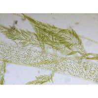 Hydrurus foetidus