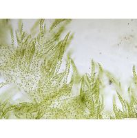 Hydrurus foetidus