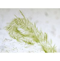 Hydrurus foetidus