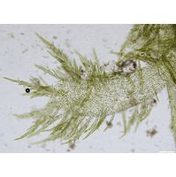 Hydrurus foetidus