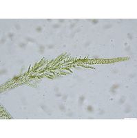 Hydrurus foetidus