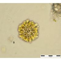 Synura sp.