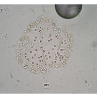 Uroglena