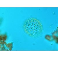 Uroglena