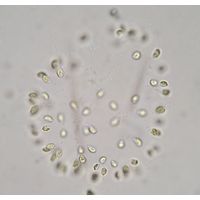 Uroglena
