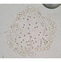 Uroglena