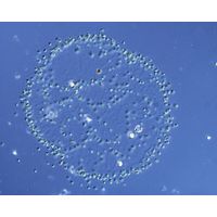 Uroglena