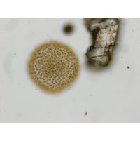 Uroglena