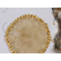 Uroglena