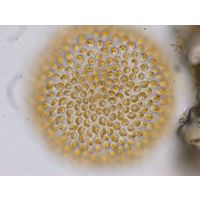 Uroglena