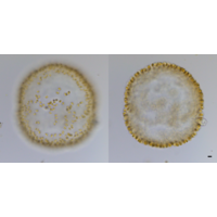 Uroglena