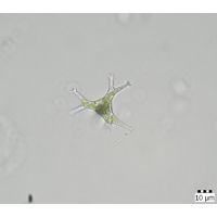 Pseudostaurastrum limneticum