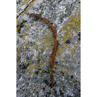 Alaria esculenta