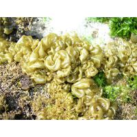 Colpomenia sinuosa