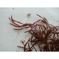 Cystoseira