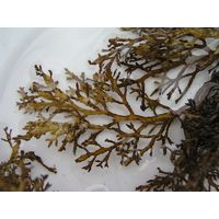 Cystoseira