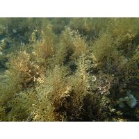 Cystoseira compressa