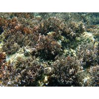 Cystoseira sp. 