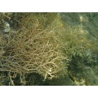 Cystoseira compressa