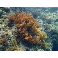 Cystoseira sp.
