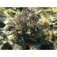 Cystoseira sp. 
