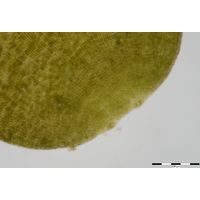 Dictyota dichotoma