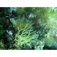 Dictyota dichotoma