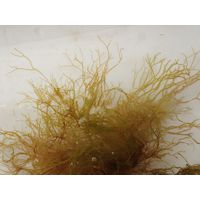 Dictyota cf. linearis