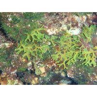 Dictyota dichotoma