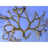 Dictyota dichotoma