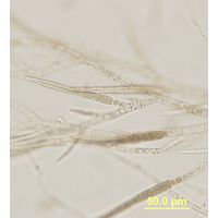 Ectocarpus siliculosus