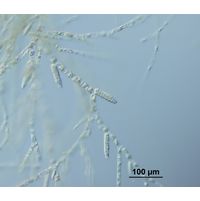 Ectocarpus siliculosus