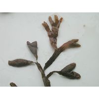 Fucus
