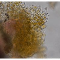 Heribaudiella fluviatilis