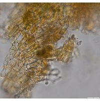 Heribaudiella fluviatilis