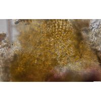 Heribaudiella fluviatilis