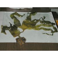 Laminaria digitata