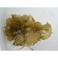 Leathesia marina