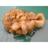 Leathesia marina