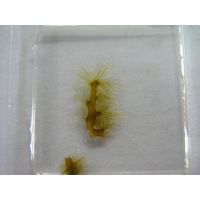 Nereia filiformis