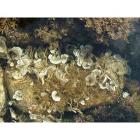 Padina pavonia
