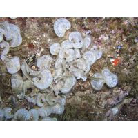 Padina pavonia