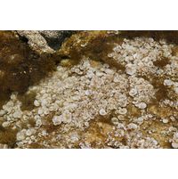 Padina pavonica